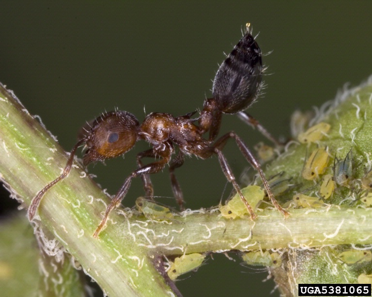 Acrobat Ant on plant stem next to aphids.  
